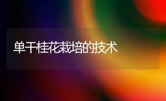 单干桂花栽培的技术 | 植物科普