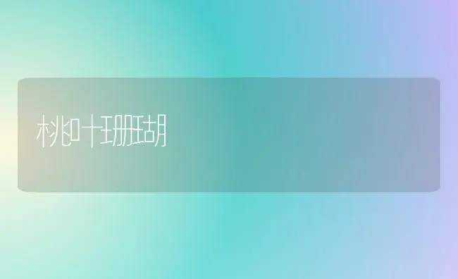 三角梅“十一”控花技术 | 植物科普