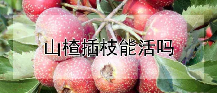 山楂插枝能活吗