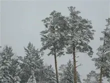 雪松防碱移栽技术