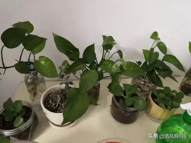 家里绿萝种植太多好吗？