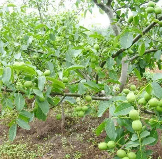 核桃的杂交育种技术介绍