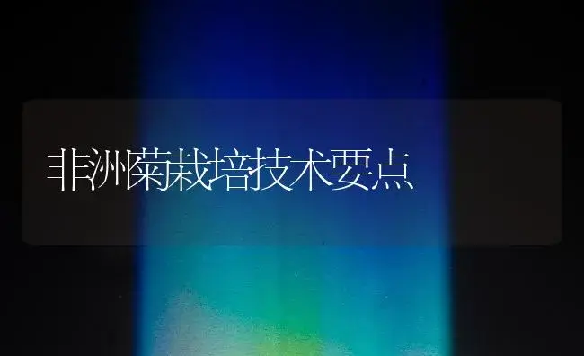 非洲菊栽培技术要点 | 植物知识