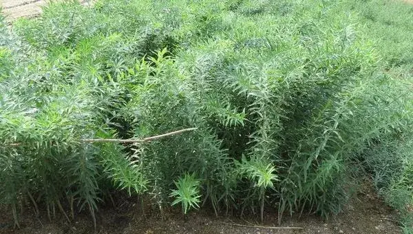 黄精栽培技术 黄精的种植时间与方法