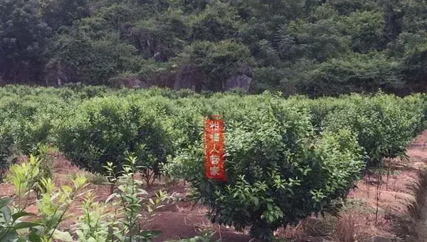 12个月沃柑种植技术与管理方法全集