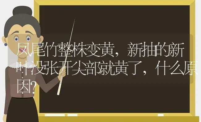 凤尾竹整株变黄，新抽的新叶没张开尖部就黄了，什么原因？ | 植物问答