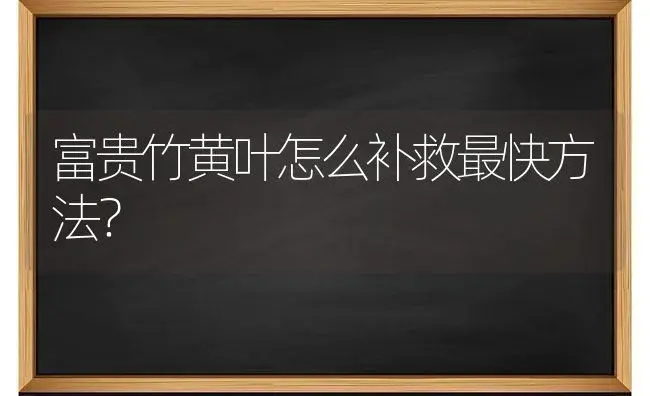 富贵竹黄叶怎么补救最快方法？ | 植物问答