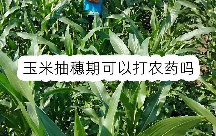 玉米抽穗期可以打农药吗