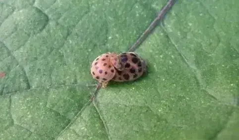 茄二十八星瓢虫的识别与防治技巧