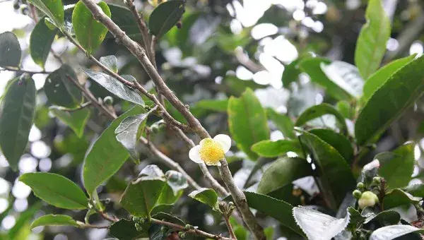 普洱茶树在北方怎样种植