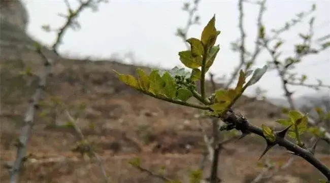 花椒冻害成因及预防措施