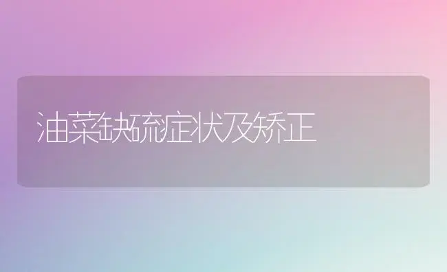 油菜缺硫症状及矫正 | 植物科普