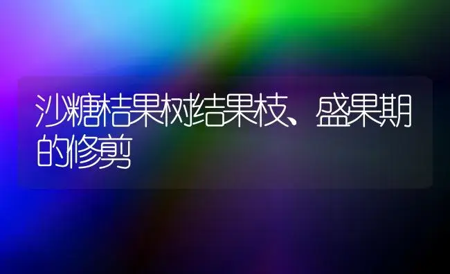 沙糖桔果树结果枝、盛果期的修剪 | 植物科普