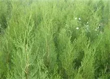 侧柏吸附PM2.5能力强