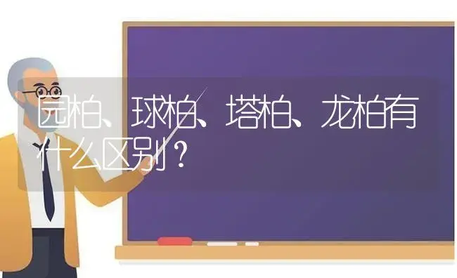 园柏、球柏、塔柏、龙柏有什么区别？ | 植物问答