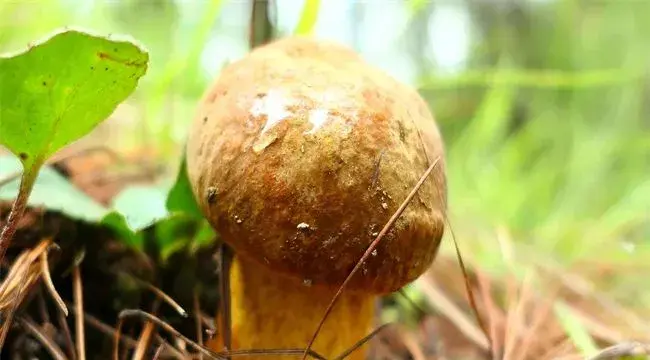 牛肝菌的生长条件