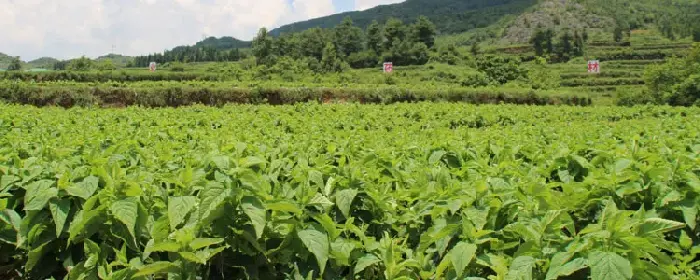 山区适合种植什么药材？千米海拔高山区和低山区有很大不同