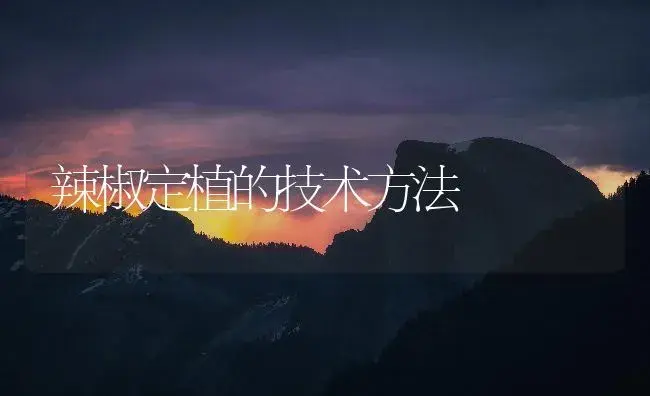 辣椒定植的技术方法 | 植物百科