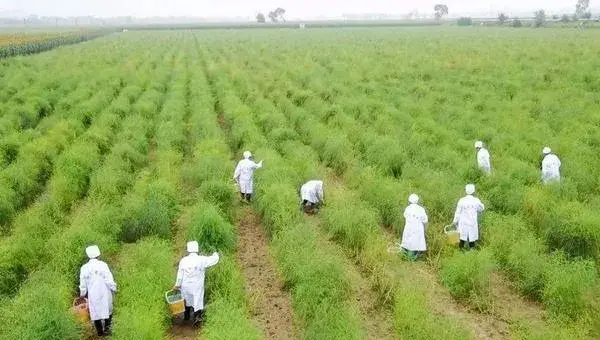 绿芦笋要怎么种 绿芦笋的种植方法