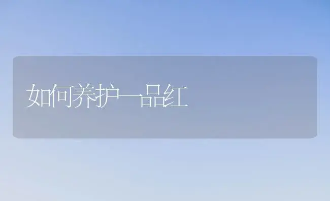 如何养护一品红 | 植物知识