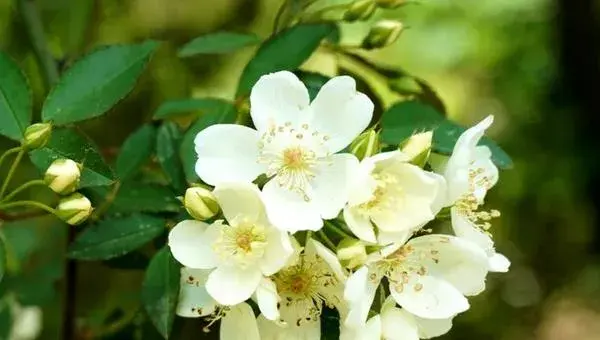 七里香什么时候开花 七里香花期是几月