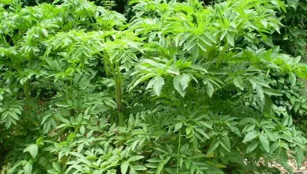 白芷种植一亩地收益多少钱？成本利润分析