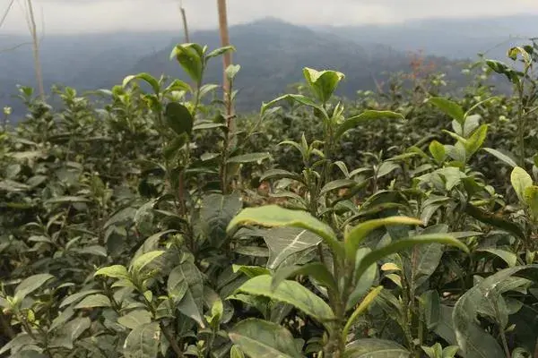 农村荒山种植什么赚钱？分享3个效益好的种植项目