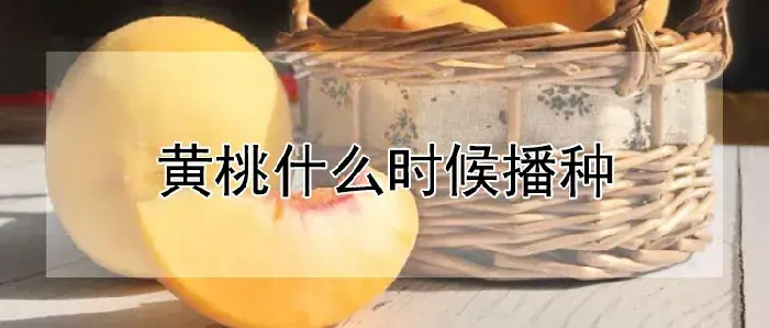 黄桃什么时候播种