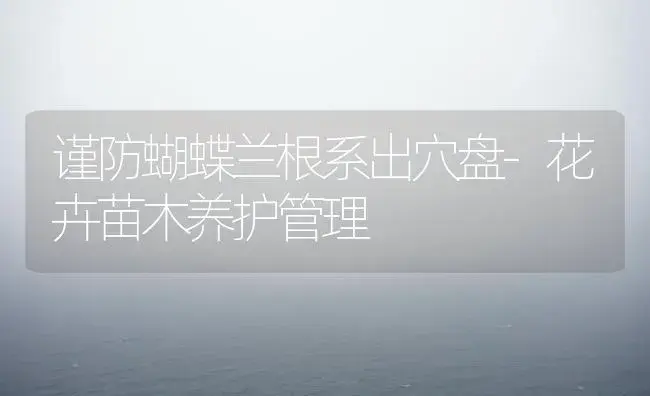谨防蝴蝶兰根系出穴盘-花卉苗木养护管理 | 植物知识