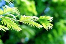 水杉的适应范围