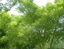 国槐种植的种根繁殖法