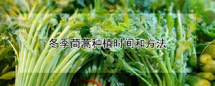 冬季茼蒿种植时间和方法