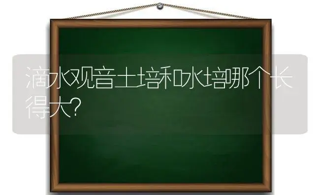 滴水观音土培和水培哪个长得大？ | 植物问答