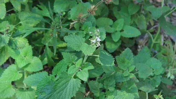 荆芥怎么种 荆芥种植时间和方法