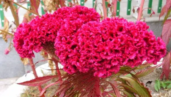 鸡冠花怎么种 鸡冠花种植方法与注意事项