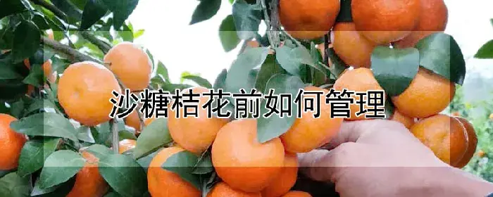 沙糖桔花前如何管理