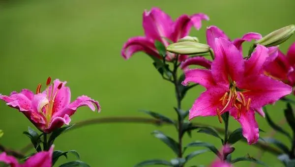 百合花种植方法