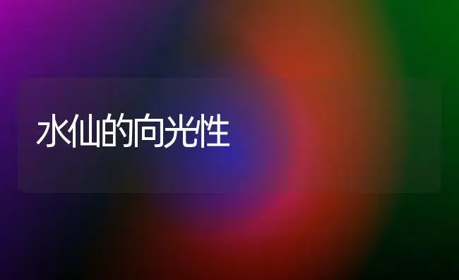 水仙的向光性 | 植物知识