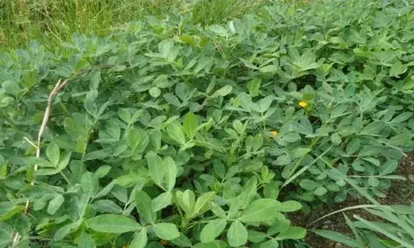 秋花生高产种植技术