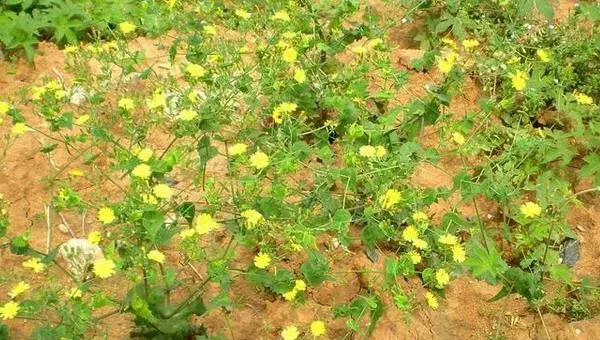 苦荬菜种植技术（什么时候播种） 苦荬菜适宜温度湿度