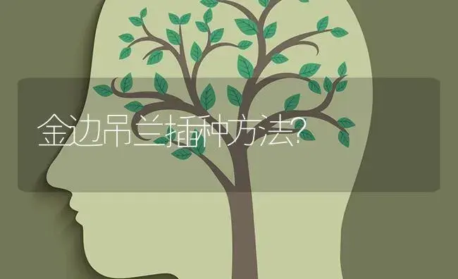 金边吊兰插种方法？ | 植物问答