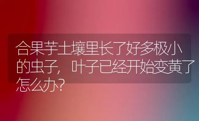 合果芋土壤里长了好多极小的虫子,叶子已经开始变黄了怎么办？ | 植物问答