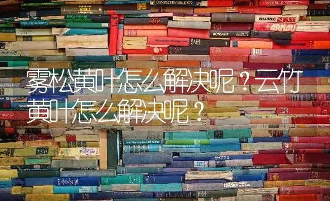 雾松黄叶怎么解决呢？云竹黄叶怎么解决呢？ | 植物问答