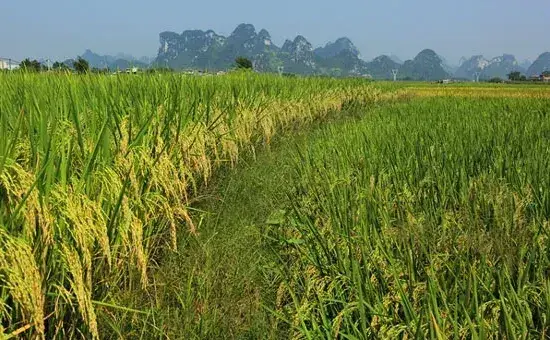 秋分前后的主要农事活动安排