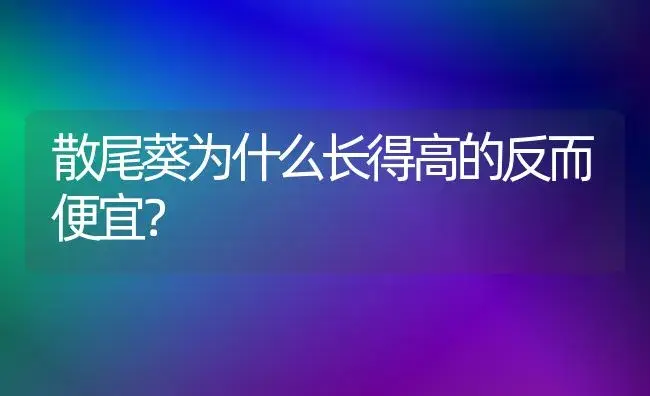 散尾葵为什么长得高的反而便宜？ | 植物问答