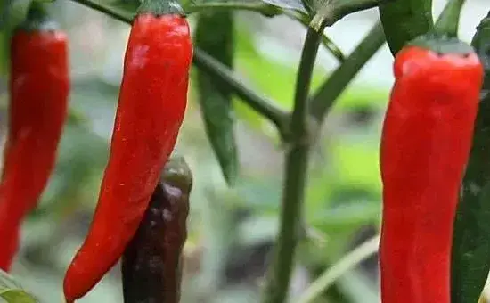 高产螺丝椒的种植方法有哪些？