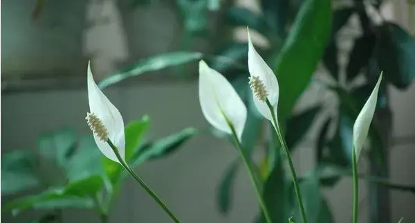 一帆风顺花怎么养 一帆风顺花如何分盆