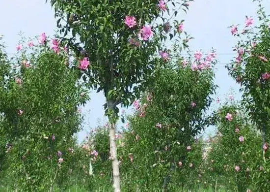 木槿的常见虫害及防治方法