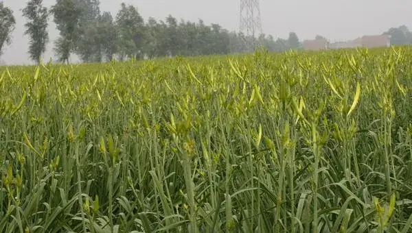 黄花菜种植时间  黄花菜栽培技术