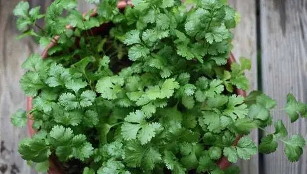 香菜的高产种植技术要点详解